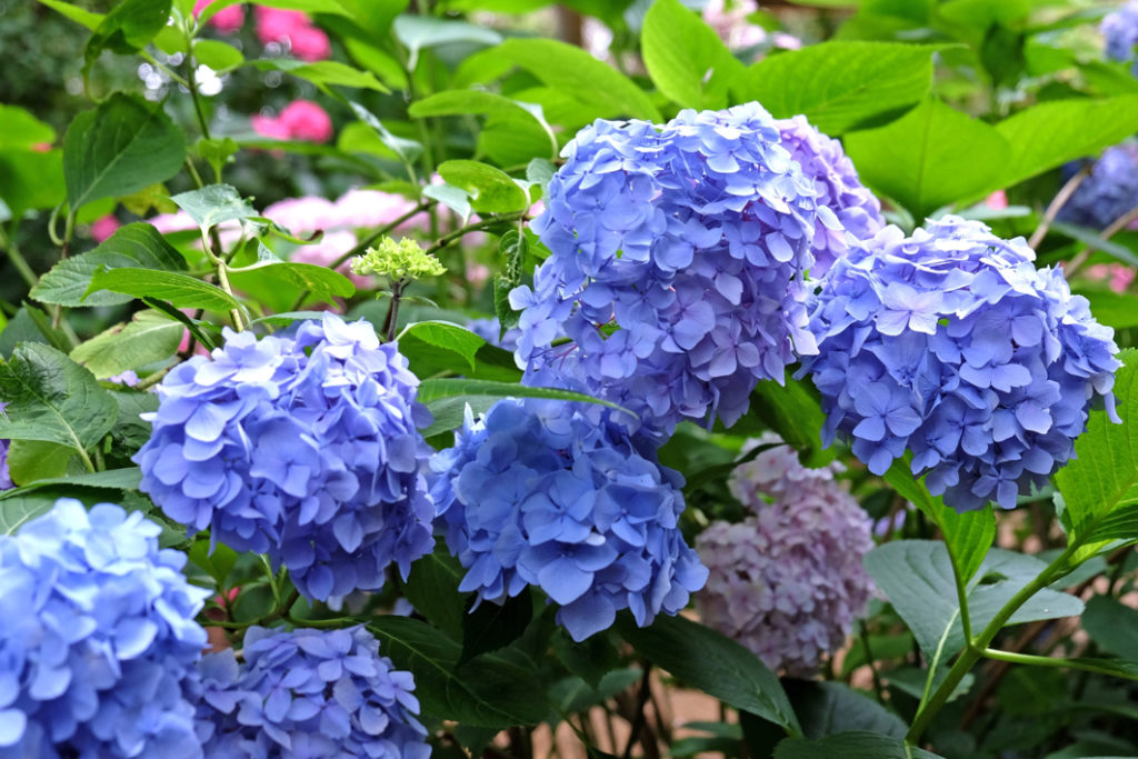 lilac hydrangeas growing outside with pink flowers behind them