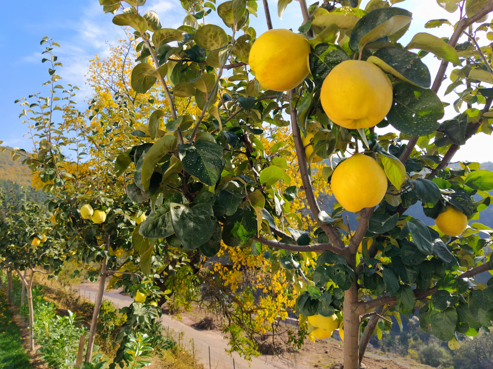 a couple of Cydonia oblonga trees bearing yellow fruits growing outside with hills in the background