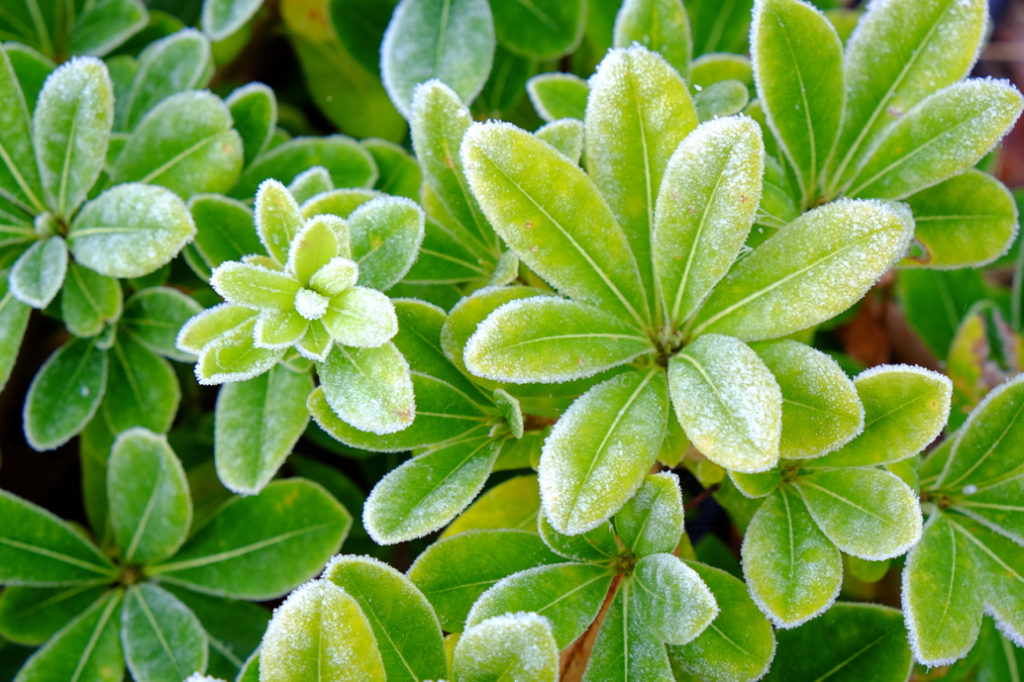 choisya ternata growing outside with its leaves covered in a thin layer of frost