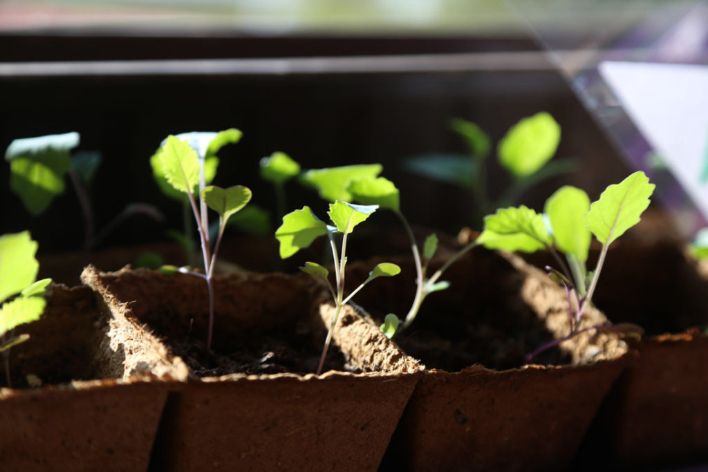 seedlings that have germinated in little pots growing inside in the sunlight