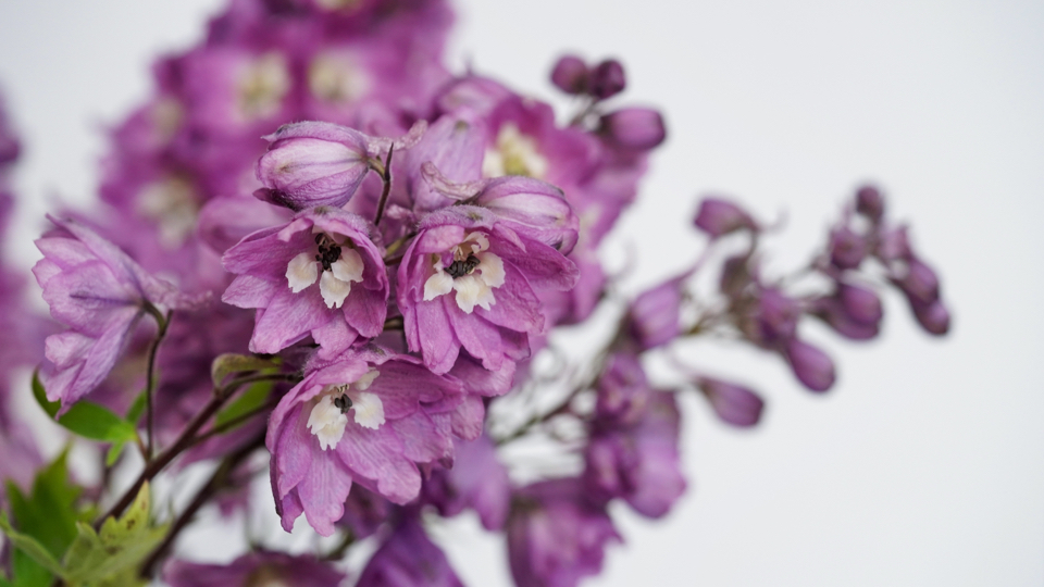 delphinium growing outdoors with purple petals and white centres