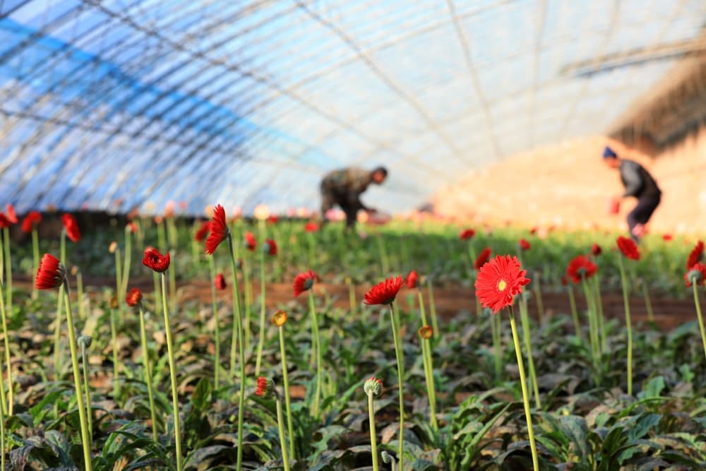 transvaal daisies growing in rows in a plant nursery