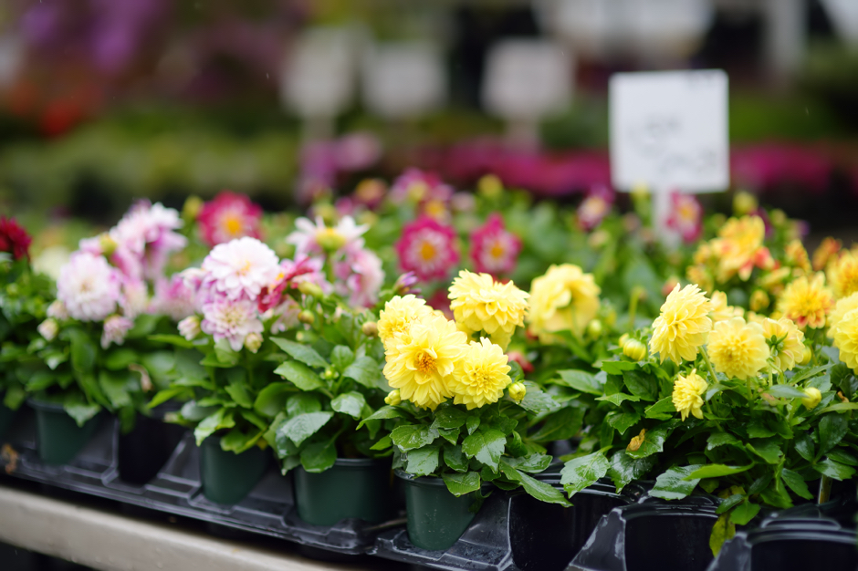 yellow, pink and purple potted dahlias growing outside