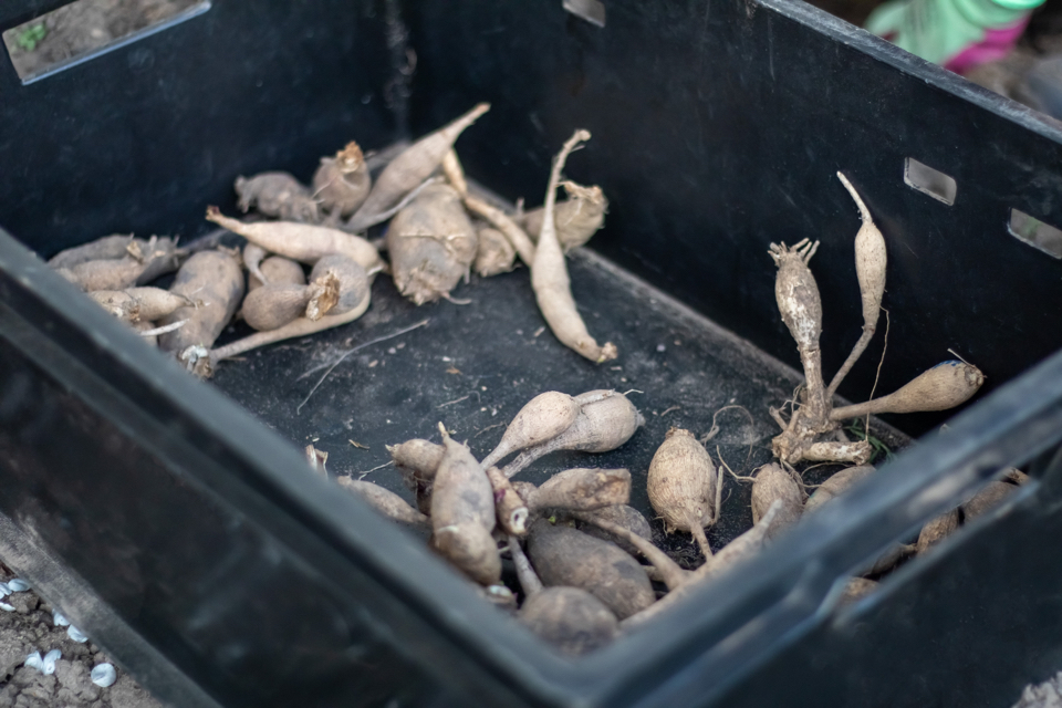 dahlia tubers in a plastic box