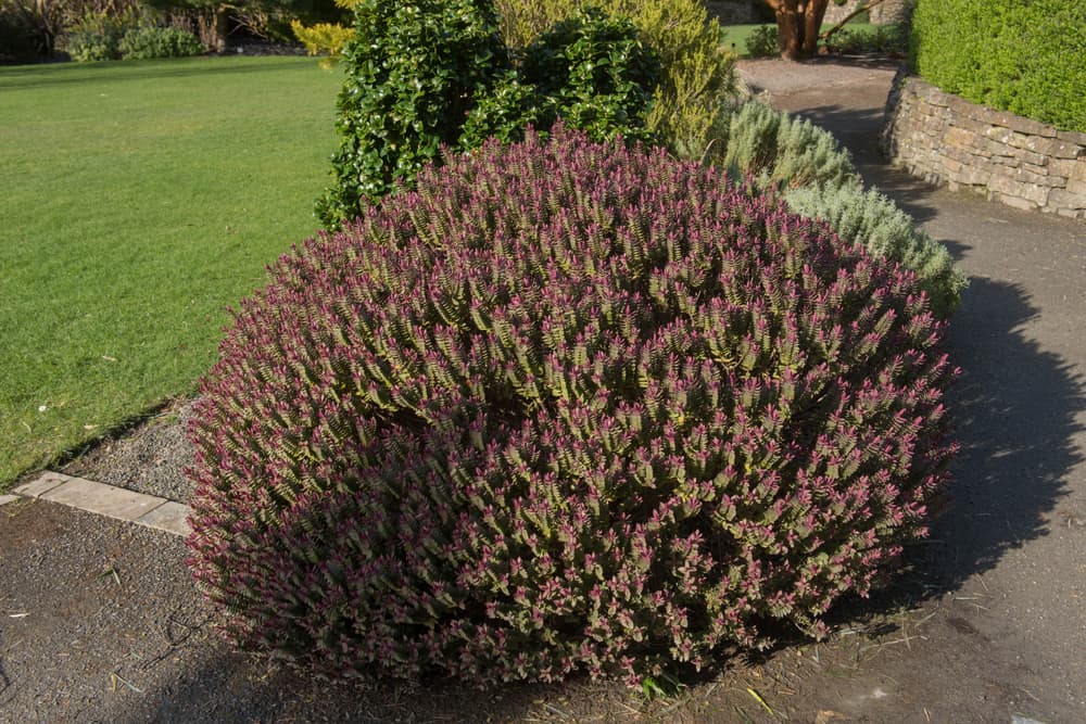 evergreen Hebe 'Super Red' on the corner of a large country garden