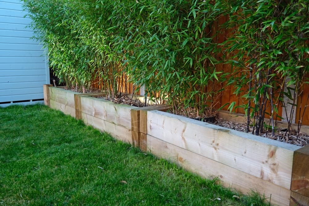 rectangular planters with bamboo growing upwards against a fence