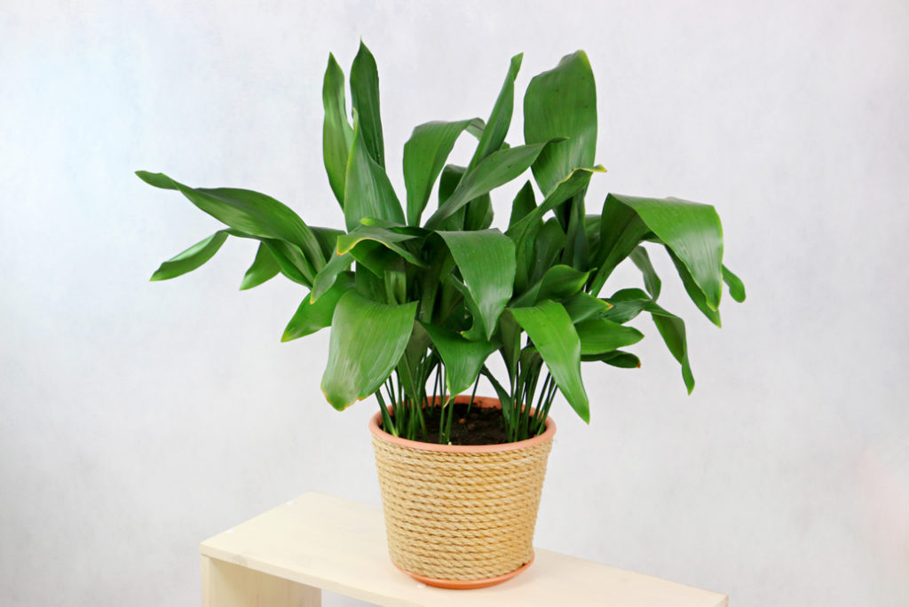 Aspidistra elatior plant growing in a potted in front of a white wall