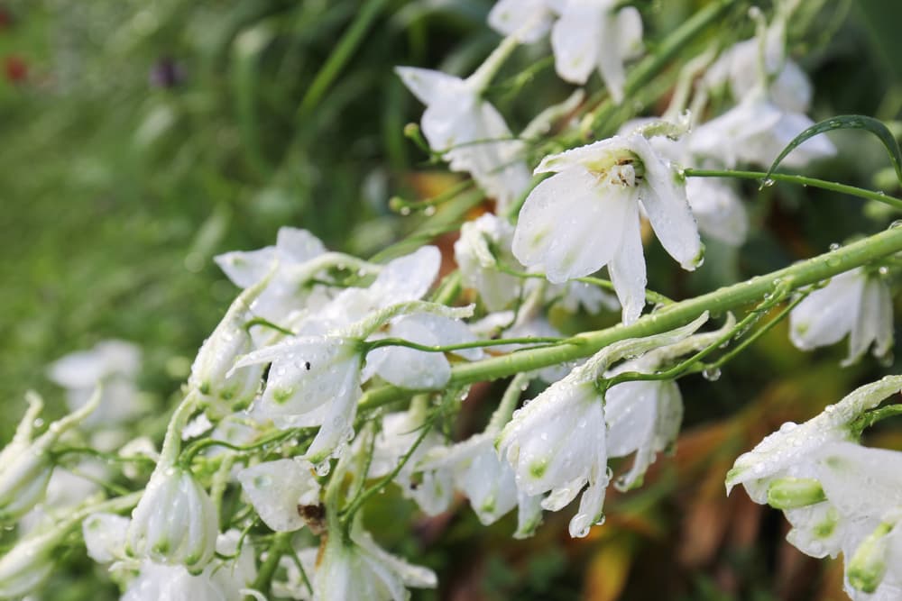 white Larkspur flowers covered in water droplets