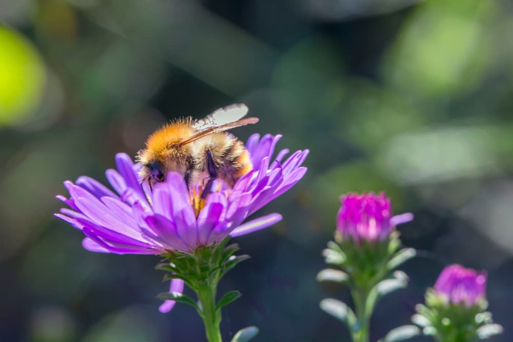Carder Bee collecting pollen from a half-opened Aster flower