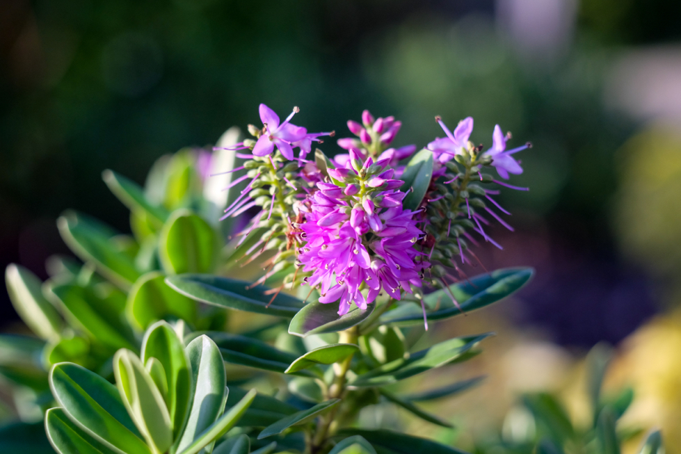 H. canterburiensis with purple flowers growing outside