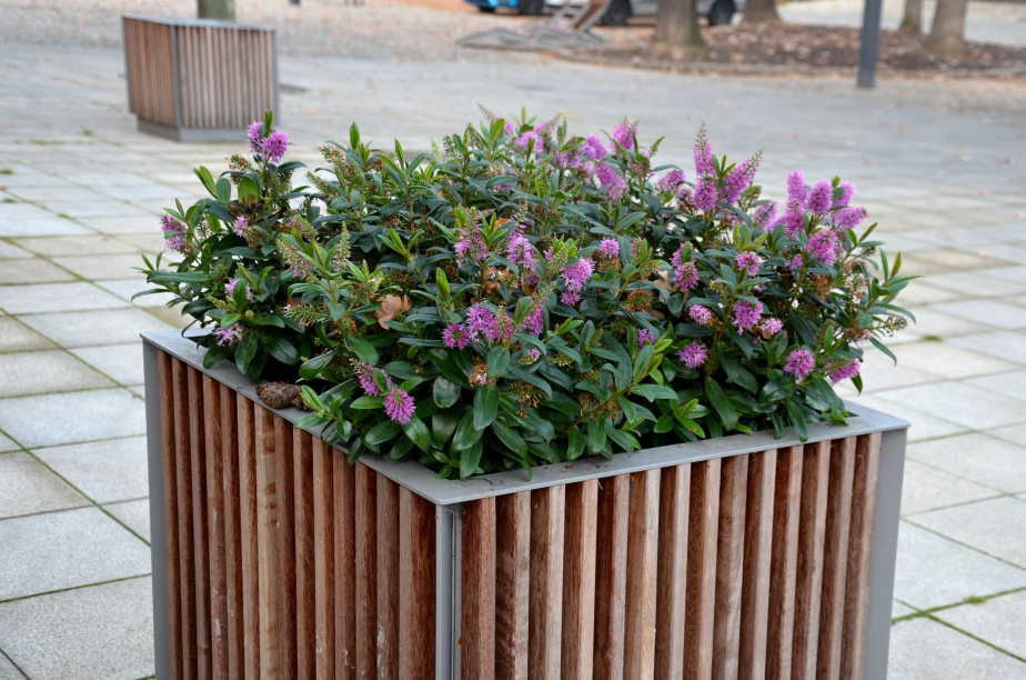 potted hebe shrub in a square container with purple flowers growing outdoors
