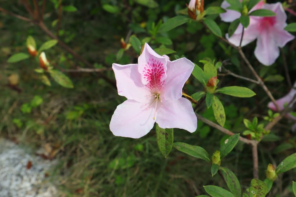 single George Taber azalea in flower