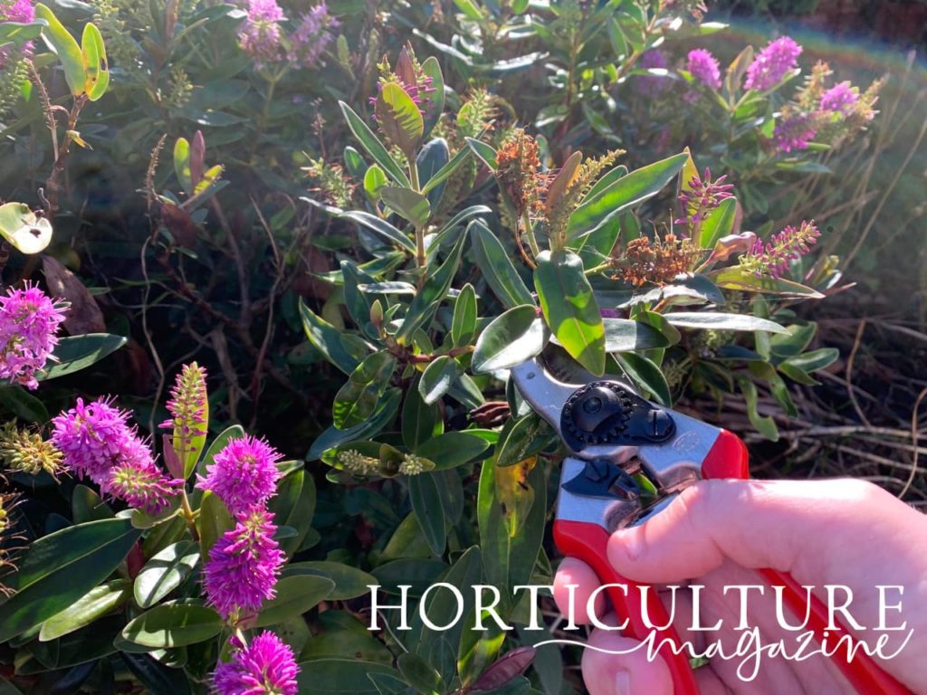 red secateurs shown in front of dead flowers on a Hebe bush