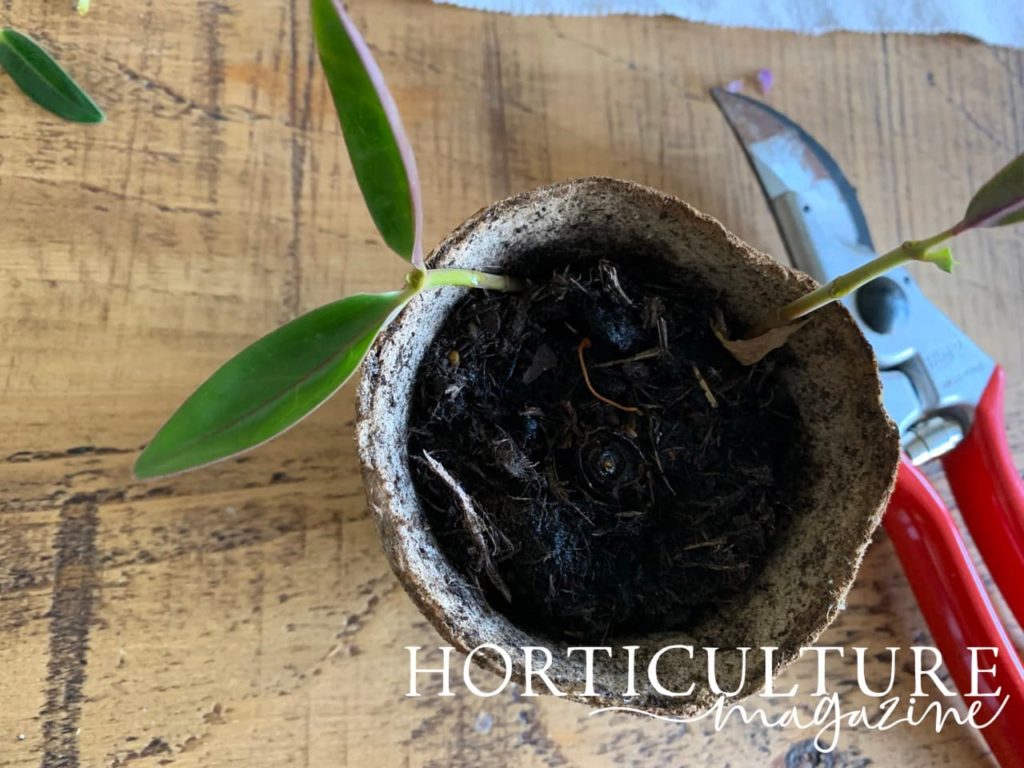 potted up cuttings shown ready for propagation with red secateurs in the background