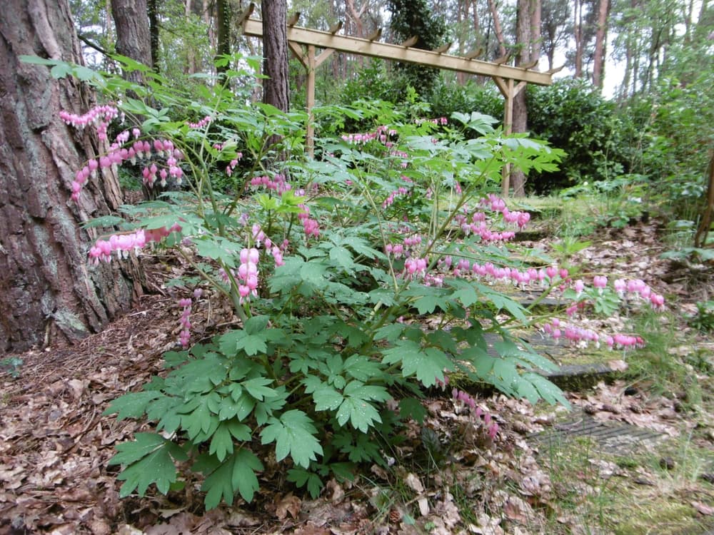 Dicentra spectabilis plant under the canopy of a large tree with a large timber structure in the background