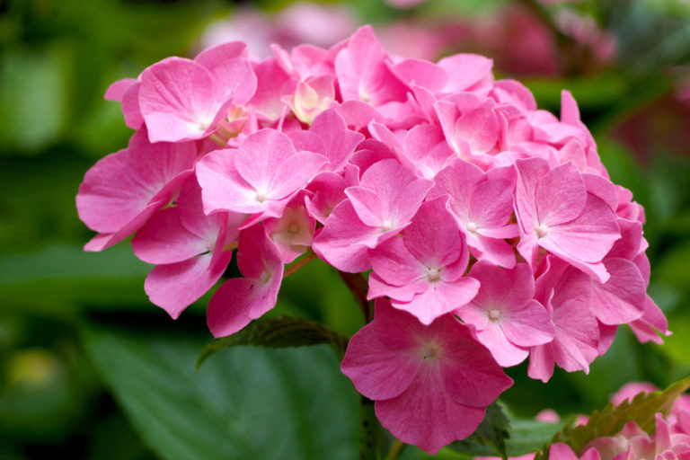 5 MustGrow Dwarf Hydrangeas Horticulture.co.uk