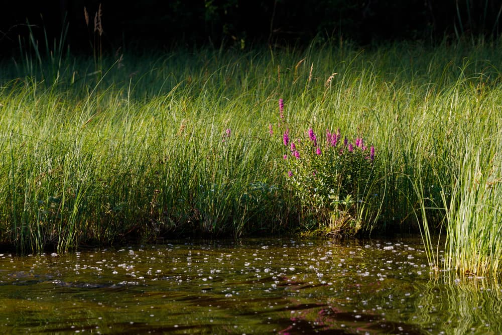 veronica growing alongside the edge of a lake with tall grass in the background