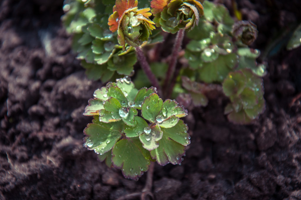young aquilegia covered in water droplets growing from dry soil
