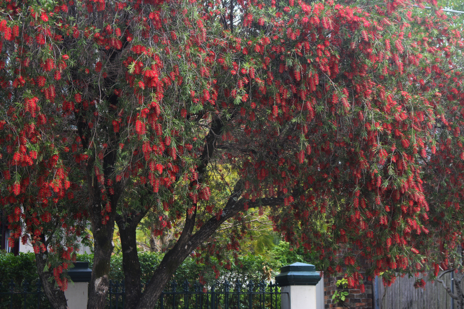 callistemon viminalis tree growing in front of a garden gate