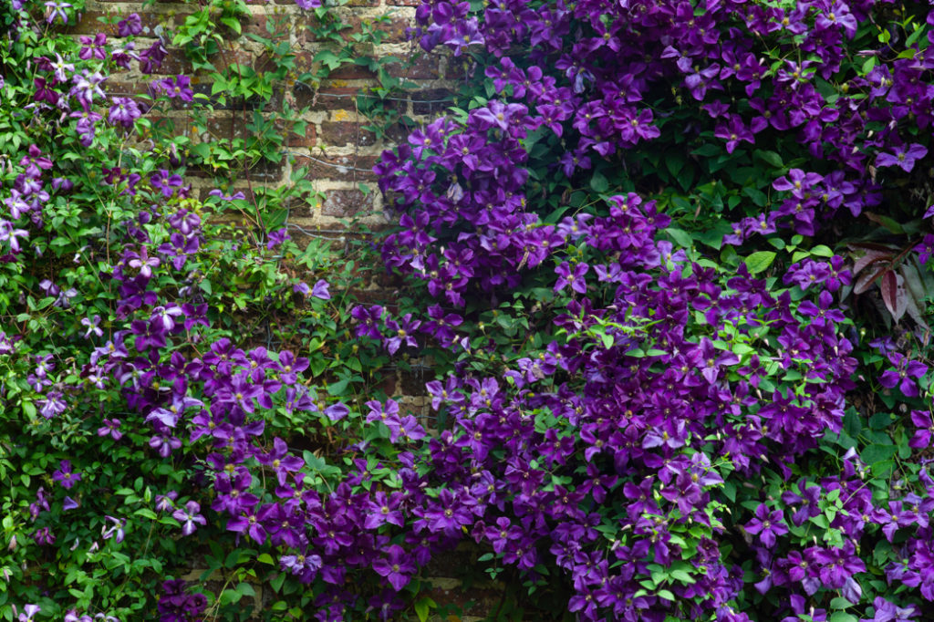 purple clematis climber growing up a brick wall