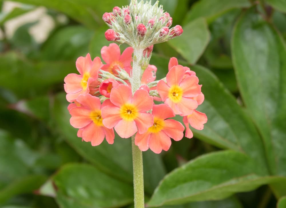 aphids shown on the stem of peach coloured Primula prolifera plant