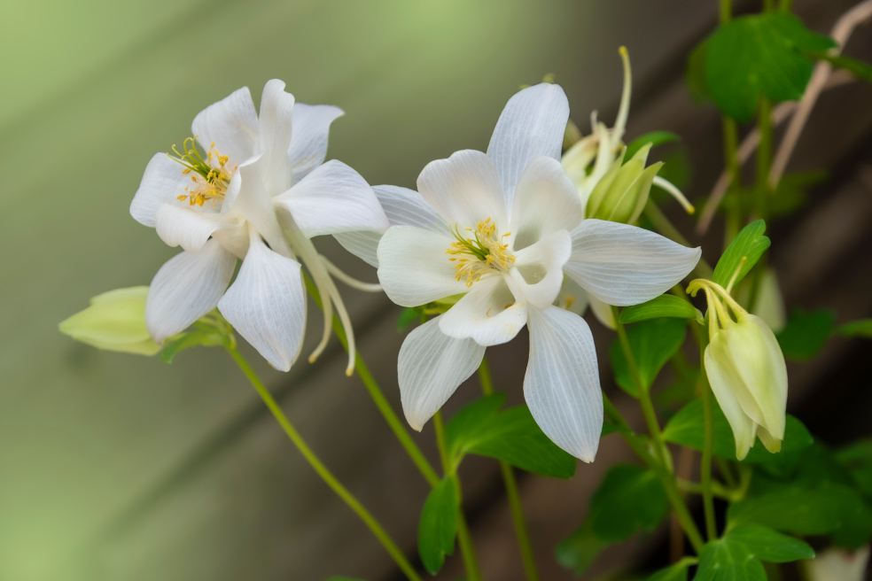 columbine 'dove' with white flowers growing from long stems