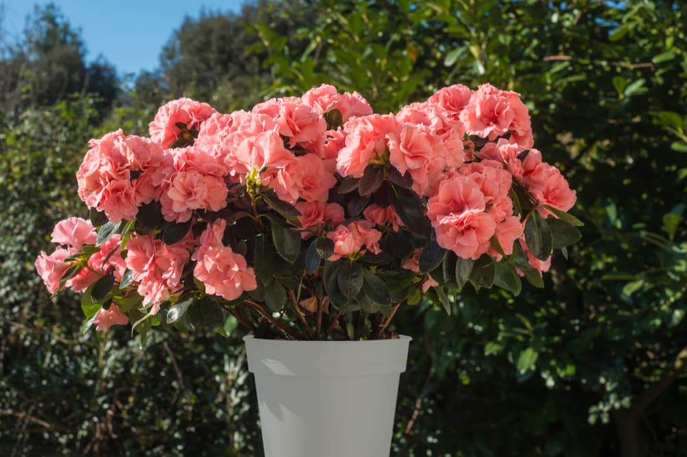 peach coloured azalea japonica flowers in a grey pot shown in front of garden hedging