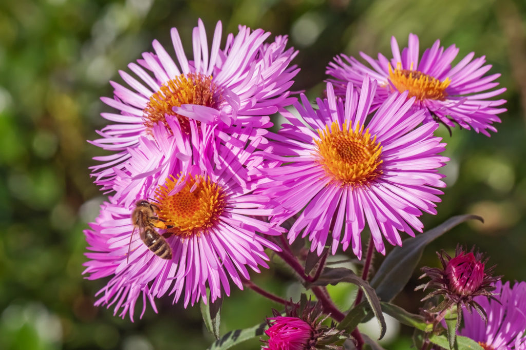 close-up of a Symphyotrichum novae-angliae flowers with pink petals and a bee resting on the orange centre