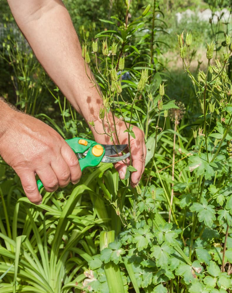 hands of a gardener shown deadheading the pods of a Columbine plant