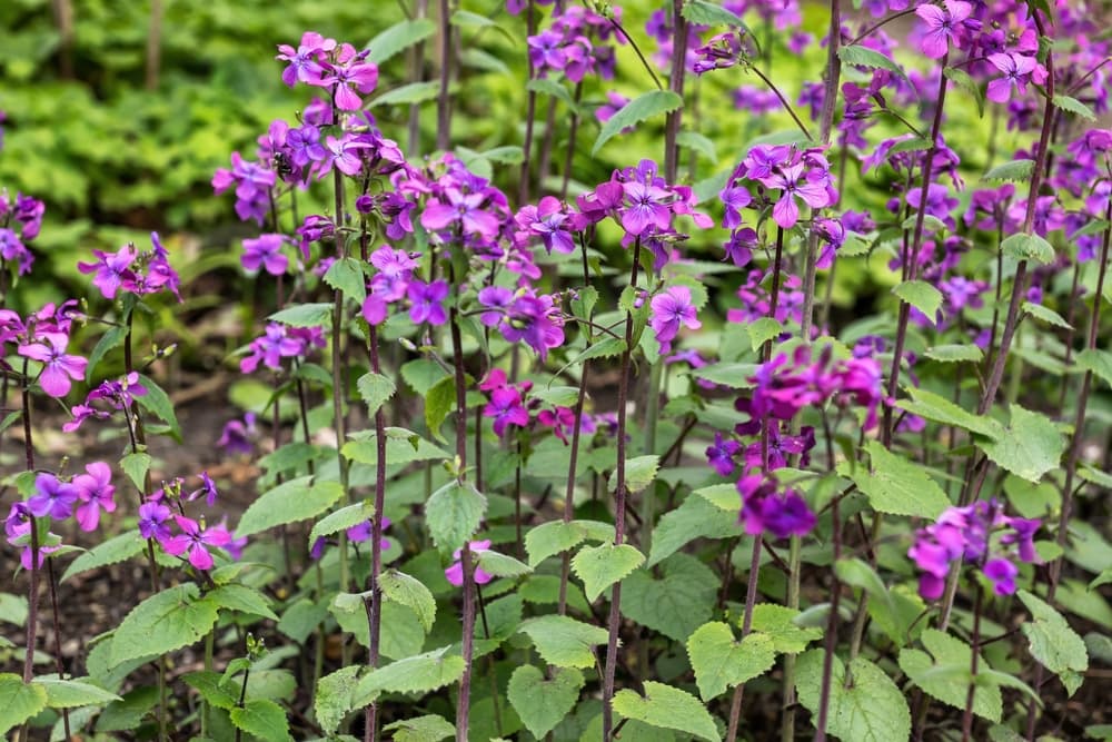 silver dollar plant with upright stems and purple flowers in a garden border