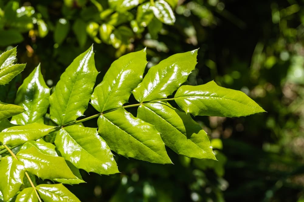 green glossy leaves of new growth on a Mahonia aquifolium plant