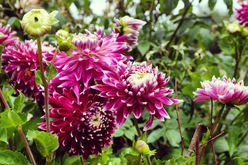 purple-pink D. 'vancouver' flower heads growing outside