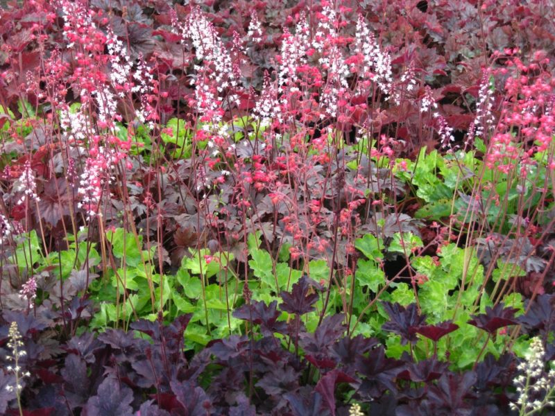 Growing In Shallow Soil? Try These 20 Plants By Master