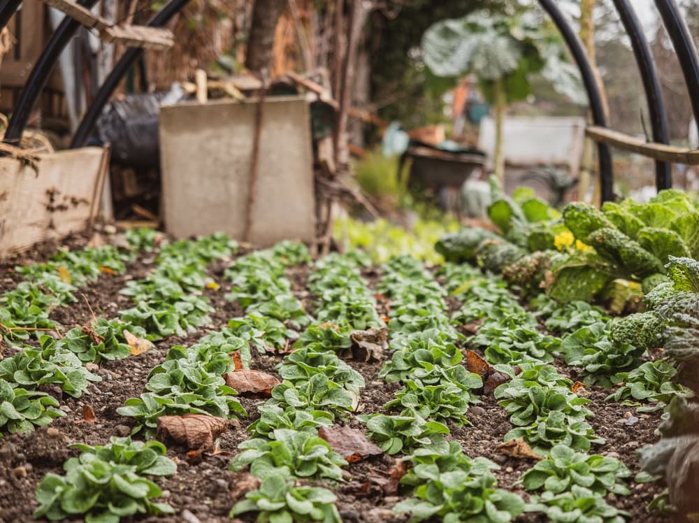 brussels spouts and cabbage plants growing in rows