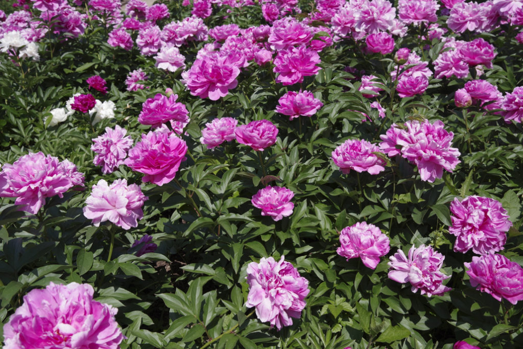 pink flowering heads from P. lactiflora 'Sarah Bernhardt’ plants growing in a field side by side
