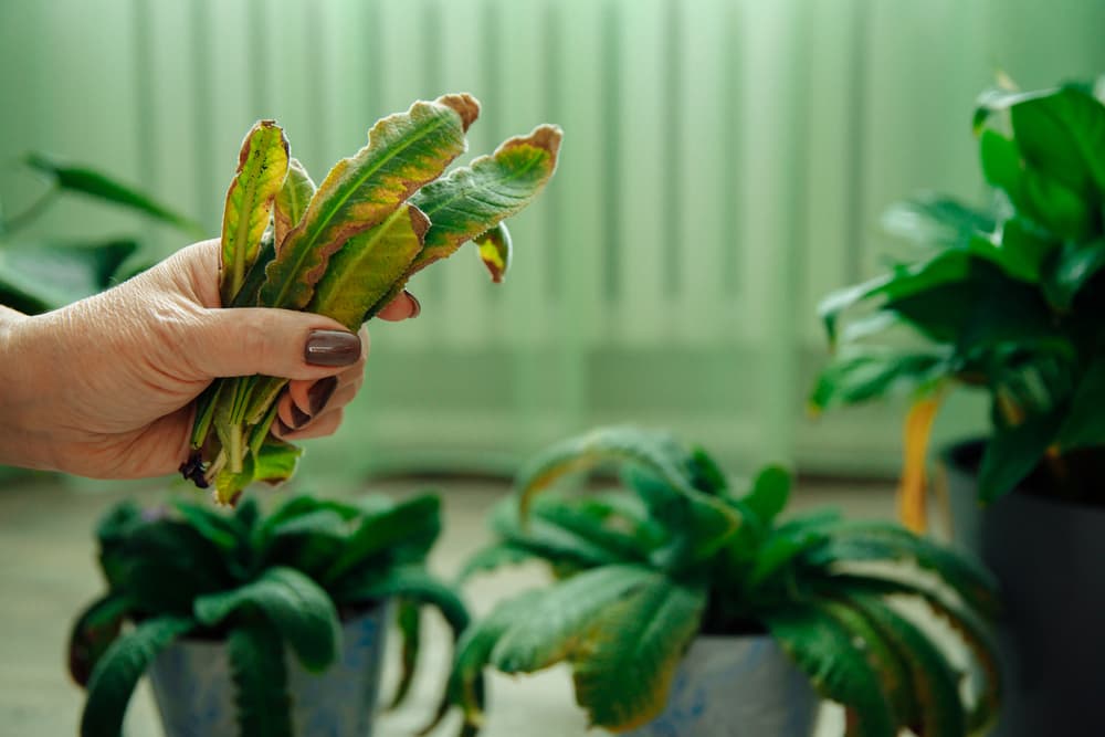 hand holding the pulled yellowing leaves of Streptocarpus after pruning several houseplants visible in the background