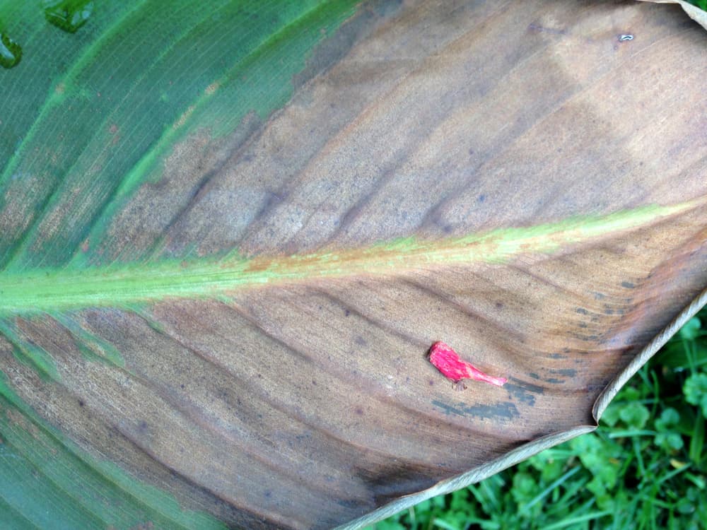 canna lily leaf showing discolouration signs of damage