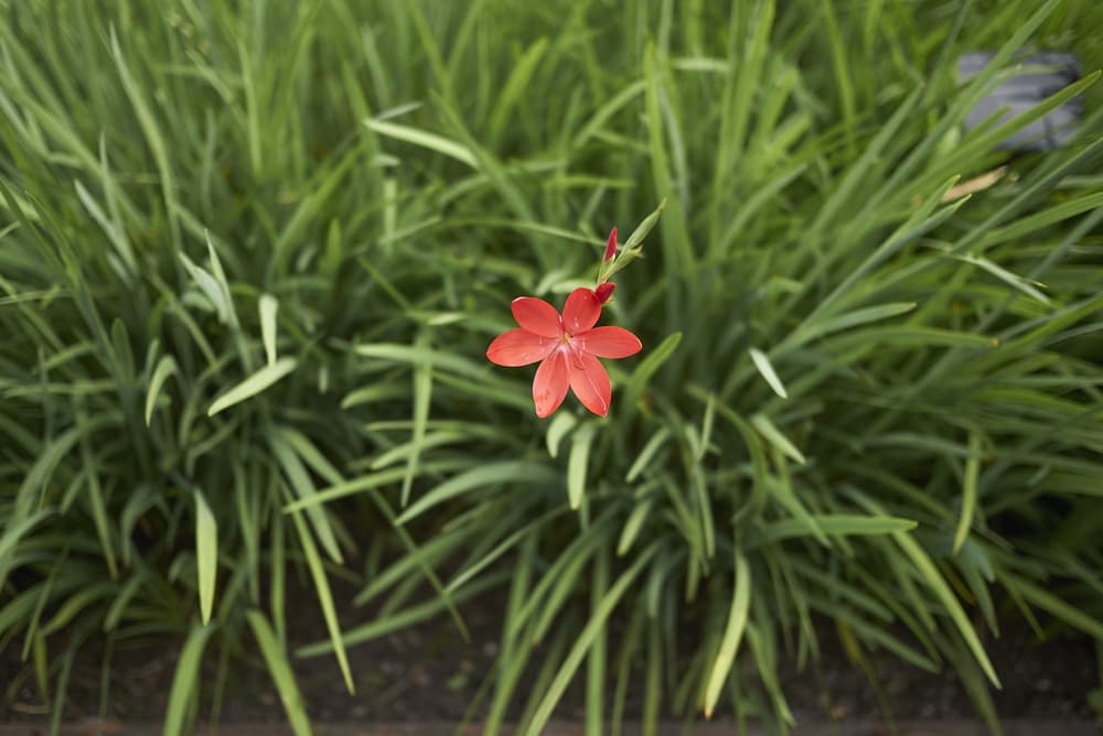 a single red Hesperantha flower growing out from long spiked leaves in the background