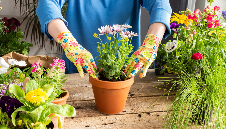 someone repotting a pink flowering African daisy in a workshop with other potted plants around them