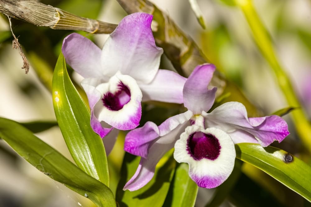 soft cane orchids in flower