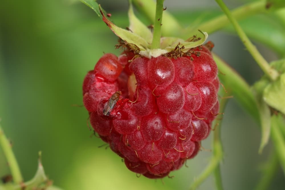 raspberry fruit that has been eaten into by Spotted Wing Drosophila and fruit flies