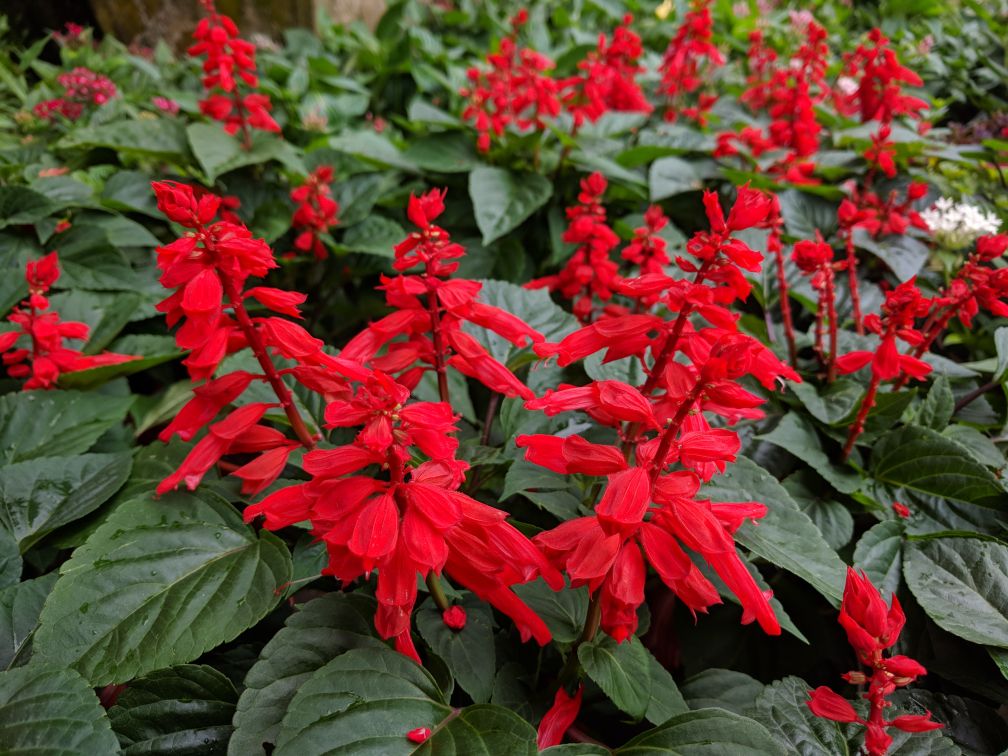 red flowers and dark green foliage growing from salvia splendens plants in a garden bed