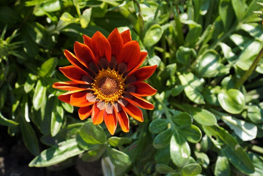 single G. ‘Cookei’ flower in red, grey and yellow with leafy foliage in the background