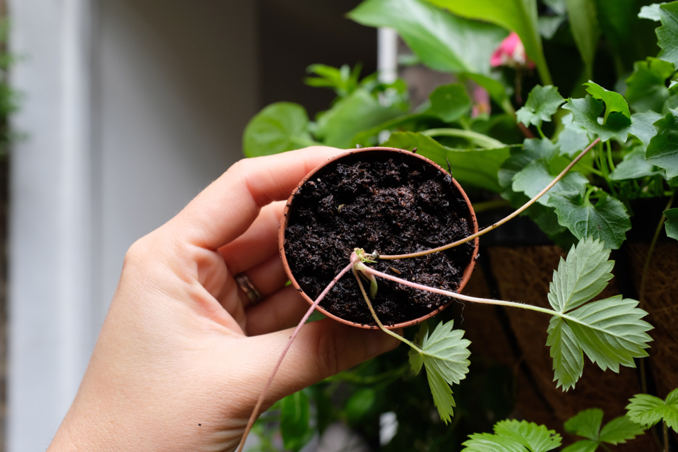 a hand holding a potted strawberry plant runner inside in front of other plants