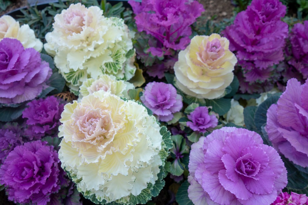 purple, lilac and white ornamental cabbages in a garden bed
