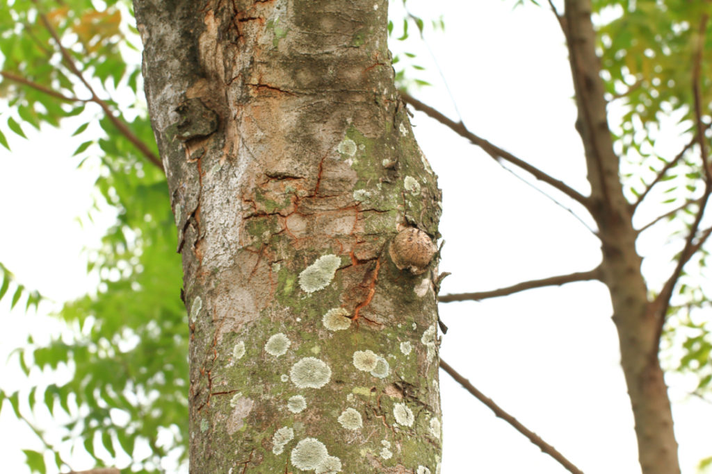the bark of an ash tree that is infected with a fungal disease, showing big white spots on the trunk