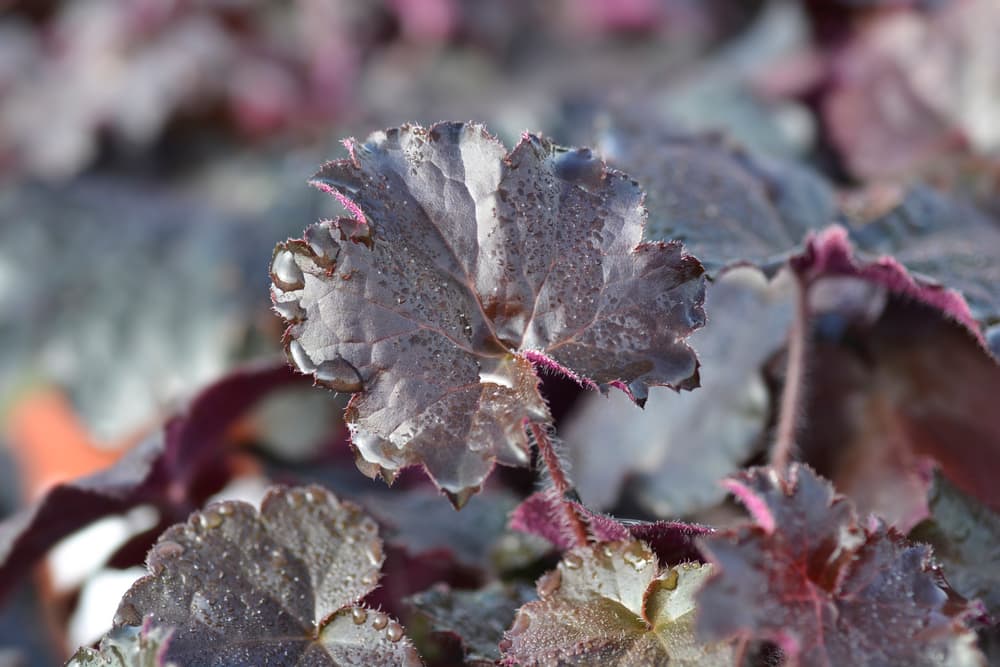 leaves of Heuchera micrantha Palace Purple