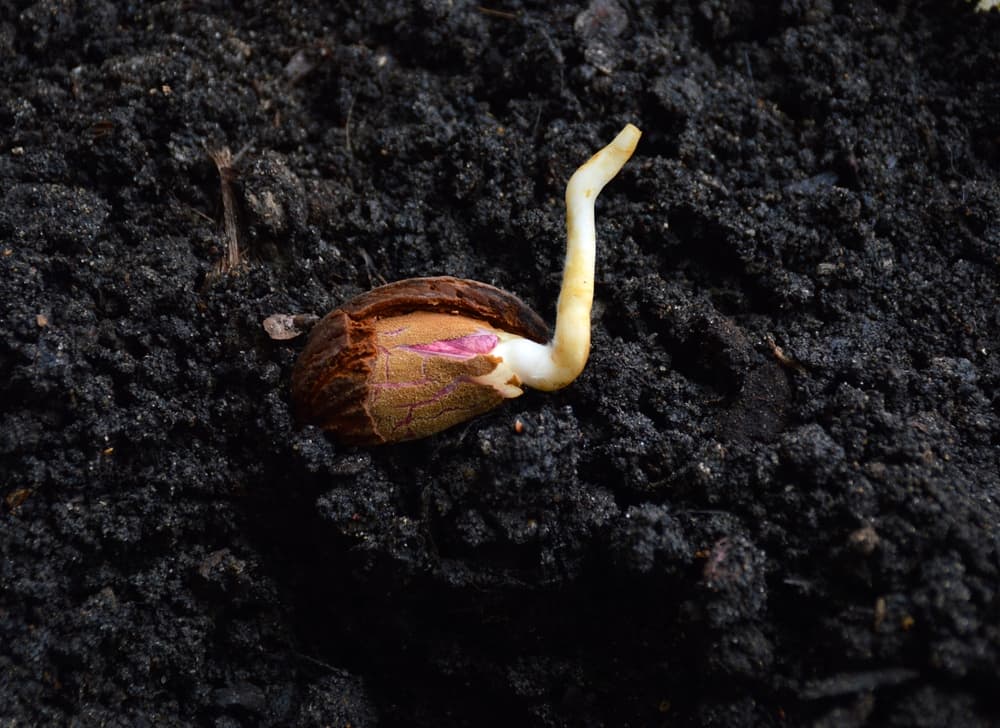 an almond pit sprouting in soil
