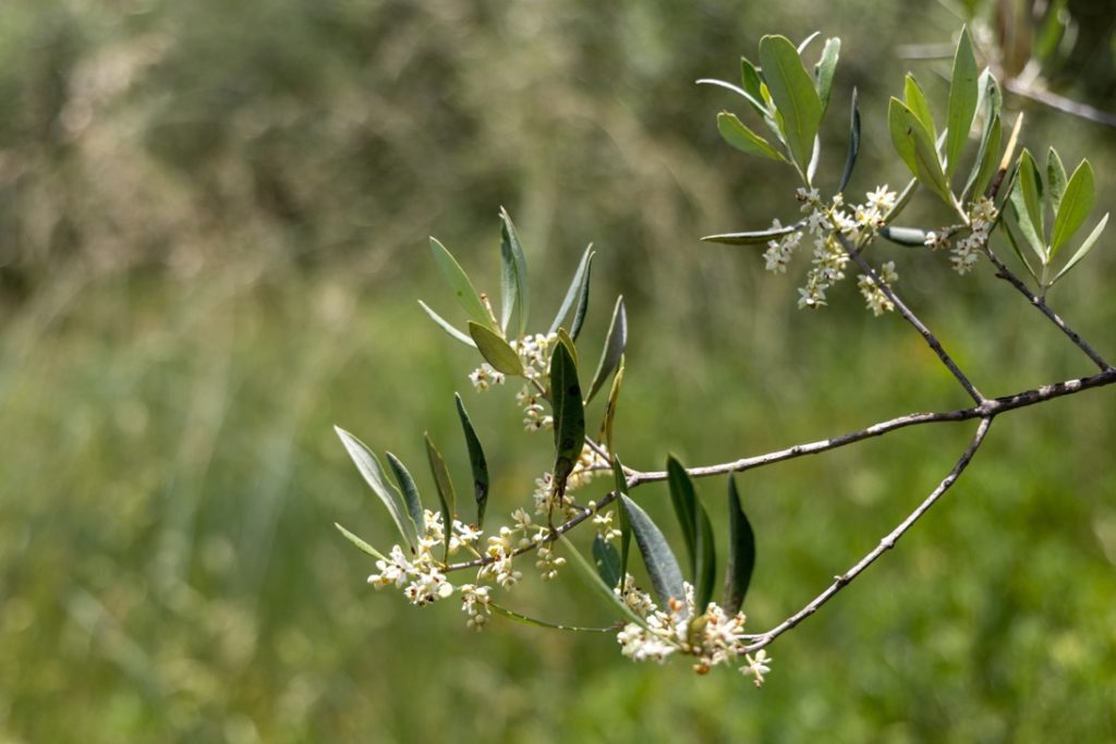 an olive tree branch with small white flowers growing outside with a green, grassy background 