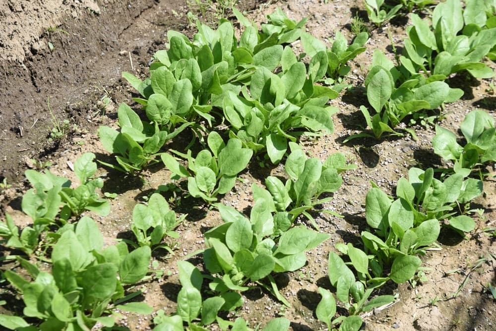 new growth of Spinach oleracea in dry soil